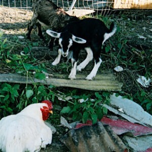 Azienda Agricola Azienda Agricola