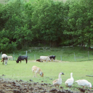 Azienda Agricola Azienda Agricola