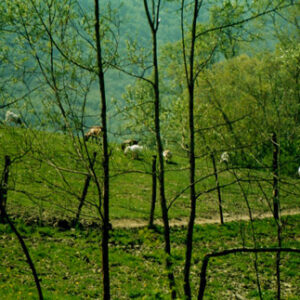 Azienda Agricola Azienda Agricola