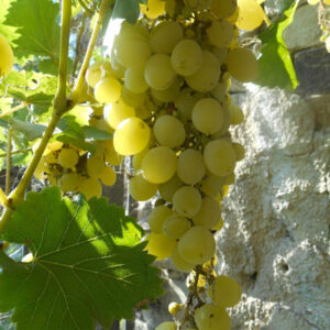 Azienda Agricola Azienda Agricola